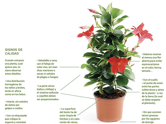 ¿Qué planta elegir a la hora de comprar?